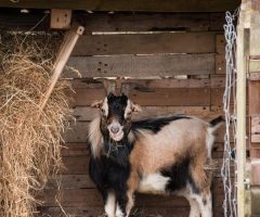 the three billy goats gruff pdf