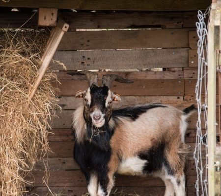 the three billy goats gruff pdf