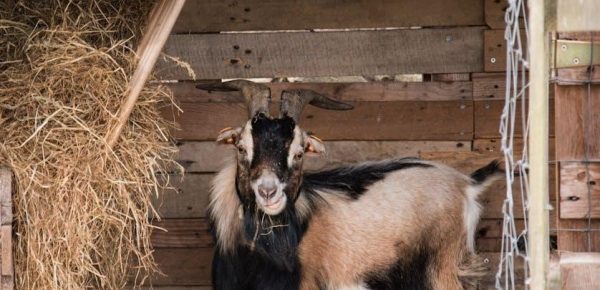 the three billy goats gruff pdf