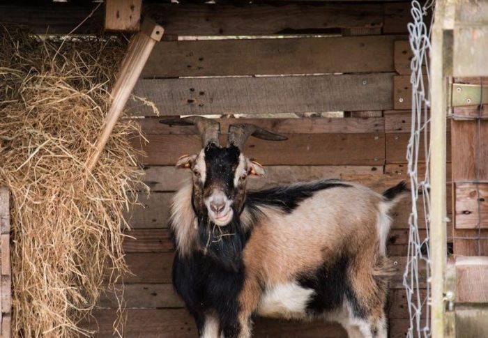 the three billy goats gruff pdf